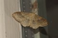 Moths: Riband Wave (Idaea aversata)